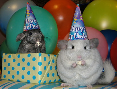 День рождения шиншилл, день рождения шапки, вечеринка, шиншиллы, воздушные шарики, животные, HD обои HD wallpaper