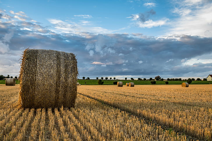 bale of hay surrounded of wheat, Let´s roll, bale, hay, wheat, Söderslätt, cloud, countryside, landscape, landskap, sky, sunset, exif, model, canon eos, 760d, aperture, ƒ / 4, geo, country, camera, iso_speed, state, geo:location, lens, ef, s18, f/3.5, city, focal_length, 20 mm, canon, agriculture, rural Scene, field, farm, nature, harvesting, summer, crop, straw, yellow, outdoors, landscaped, autumn, gold Colored, HD wallpaper