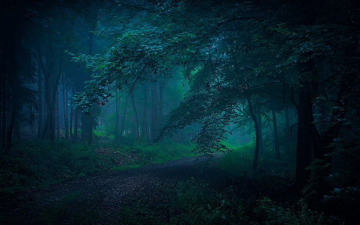 Landschaft, Natur, Morgen, Feldweg, Wald, blau, Nebel, Gras, Atmosphäre, Sträucher, Bäume, Frieden, Pfad, HD-Hintergrundbild