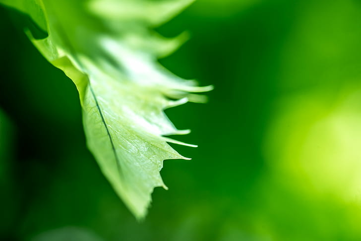 fokus dangkal daun hijau, bilah kemuliaan, fokus dangkal, daun hijau, 105mm, seni, hitam, bokeh, merapatkan, fotografi warna, daun hijau, cahaya, makro, mikro, alam, nikon d600, mentah, specular, putih,kuning, daun, Warna hijau, tanaman, close-up, kesegaran, Wallpaper HD