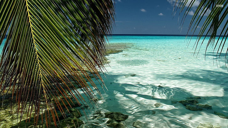corpo verde de água, natureza, paisagem, praia, mar, palmeiras, HD papel de parede
