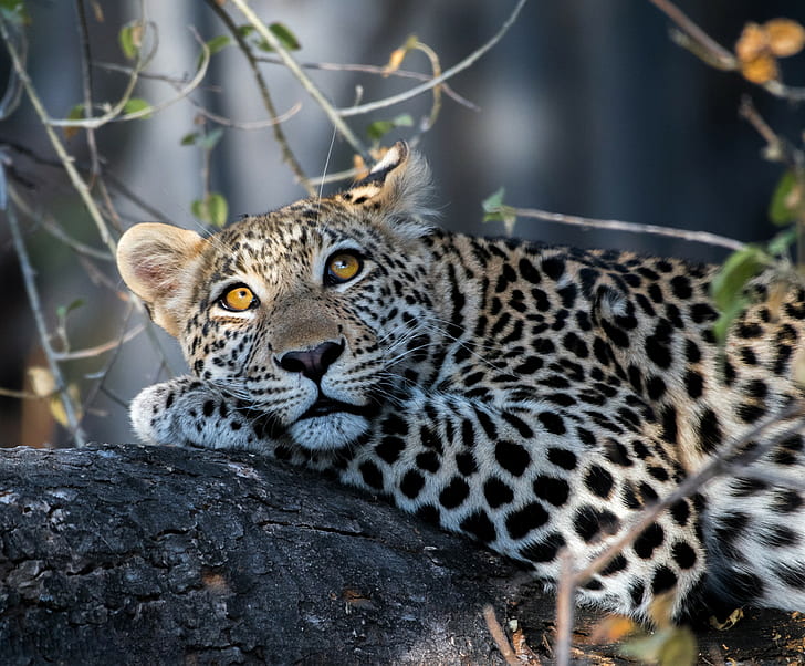 Hübscher Leopardenblick, schwarzer und brauner Jaguar, Blick, wilde Katze, Leopard, hübsch, HD-Hintergrundbild