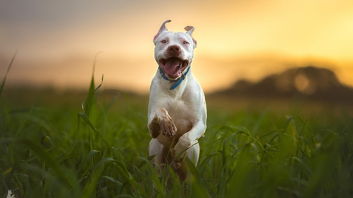 pitbull, cão, correr, embaçado, raça, HD papel de parede