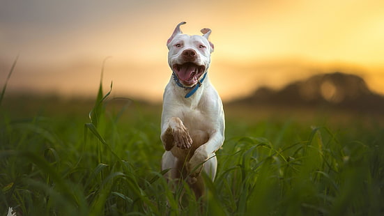 pitbull, pies, bieg, rozmyty, rasa, Tapety HD HD wallpaper