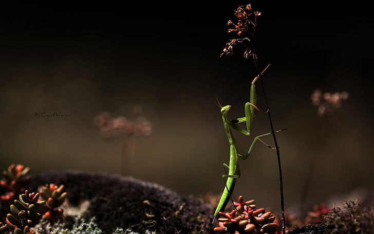 mantis religiosa verde, mantis, hierba, hierbas, seco, Fondo de pantalla HD