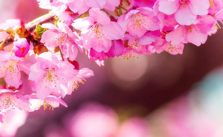 Enter Spring, pink petaled flowers, Seasons, Spring, Cherry, Flowers, Japan, Blossoms, sakura, aichiprefecture, cherryblossoms, okazakishi, kawazuzakura, sakaemachi2chome, HD wallpaper