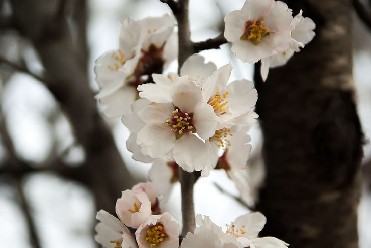 almond, pohon almond, bunga, pohon buah-buahan, musim semi, Wallpaper HD