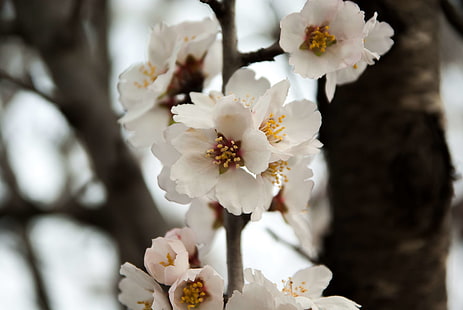 amande, amandier, fleurs, arbre fruitier, printemps, Fond d'écran HD HD wallpaper