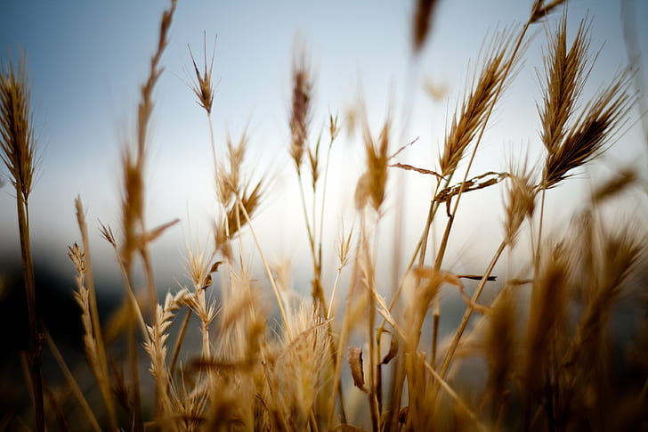 brown wheat, brown, wheat, wood, dream, dreamy, plant, berries, nature, flower, grain, agriculture, rural Scene, summer, cereal Plant, field, crop, growth, farm, yellow, seed, food, ripe, gold Colored, outdoors, sky, HD wallpaper