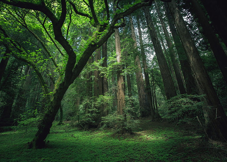 ภูมิทัศน์ต้นไม้พืชสิ่งแวดล้อมป่าไม้, วอลล์เปเปอร์ HD