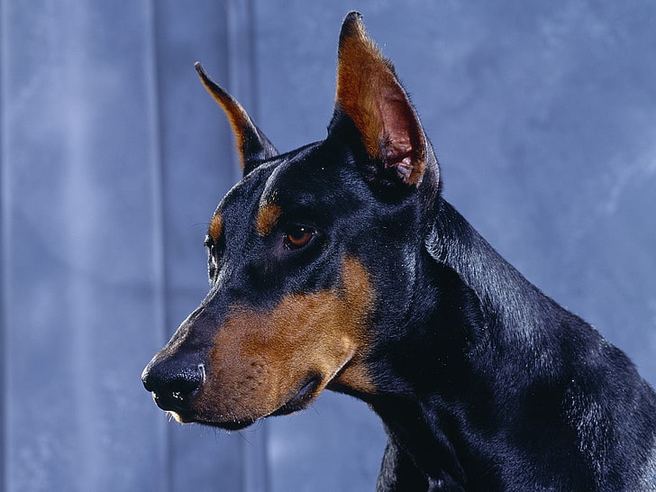 brauner und schwarzer Dobermann, Hunde, Dobermann, Dobermann, HD-Hintergrundbild