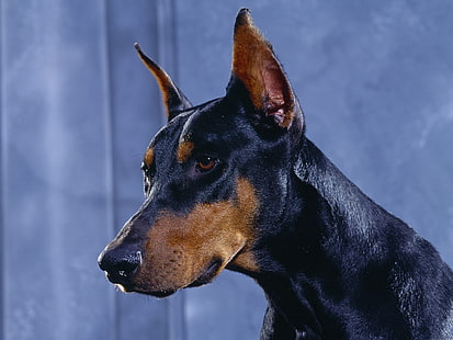 bronceado y negro doberman, perros, doberman, dobermann, Fondo de pantalla HD HD wallpaper