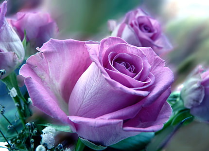 Rosarosenblumen, Rosen, Blumen, Purpur, Blume, Nahaufnahme, HD-Hintergrundbild HD wallpaper