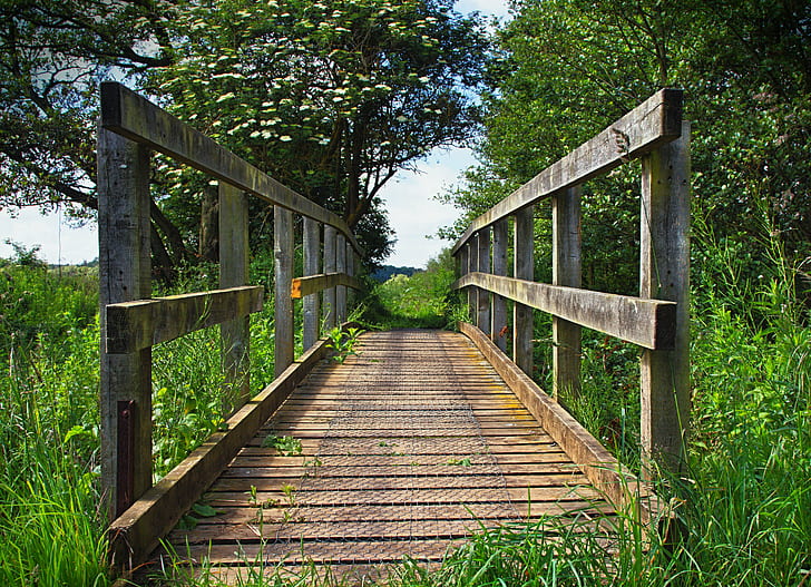 brown wooden bridge surrounded by green grass, Perspective, wooden bridge, green grass, Lines, grass  trees, nature walk, stream, foliage, North walsham, Norfolk, Colin, Canon, Kiss, X4, wood - Material, nature, footpath, outdoors, bridge - Man Made Structure, summer, HD wallpaper