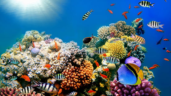 лучшая картина кораллового рифа, HD обои HD wallpaper