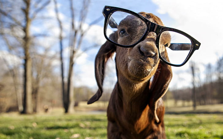 Capra con gli occhiali, divertente, capra, occhiali, macchina fotografica, animale, Sfondo HD