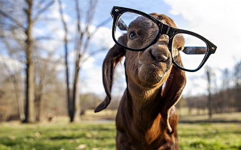 Goat with glasses, funny, goat, glasses, camera, animal, HD wallpaper HD wallpaper