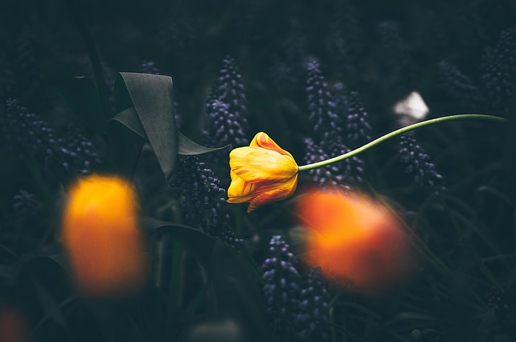 gelbe Tulpe, flacher Fokus der gelben Blume, Natur, Blumen, Anlagen, Makro, HD-Hintergrundbild