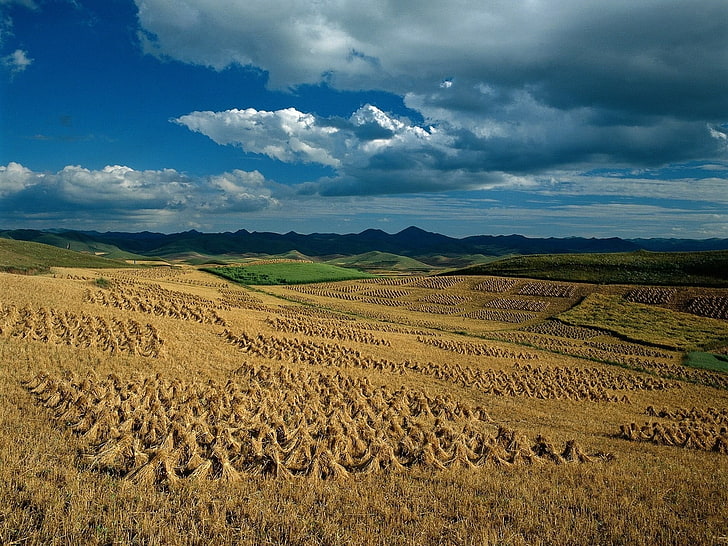 поле с кафява трева, ниви, снопи, земеделие, сено, HD тапет