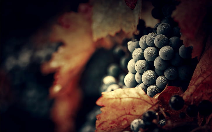 sekelompok anggur biru, anggur, tetesan air, makro, buah, Wallpaper HD