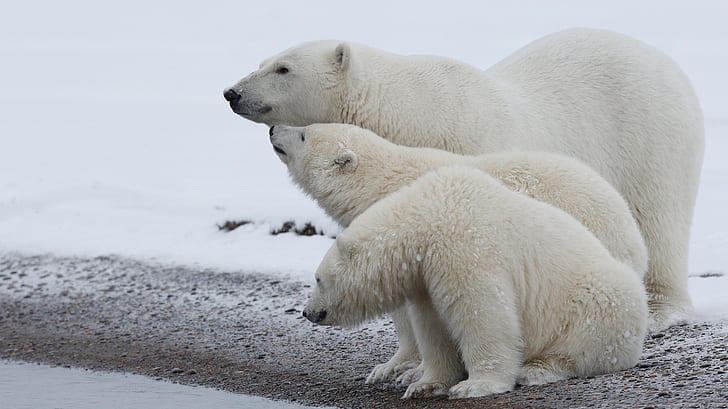zima, zwierzęta, biały, śnieg, natura, Wybrzeże, niedźwiedź, rodzina, niedźwiedzie, trzy, niedźwiedź polarny, północ, trio, dziki, Arktyka, młode, matka, macierzyństwo, trójca, polarny, trójka, Tapety HD
