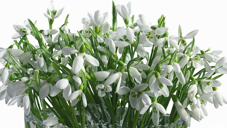 Campanillas de invierno, flores, ramo, florero, blanco, primavera, primavera, Fondo de pantalla HD