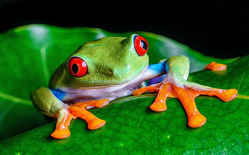 Grenouilles, grenouille aux yeux rouges, amphibien, animal, grenouille, vert, feuille, rainette, Fond d'écran HD HD wallpaper