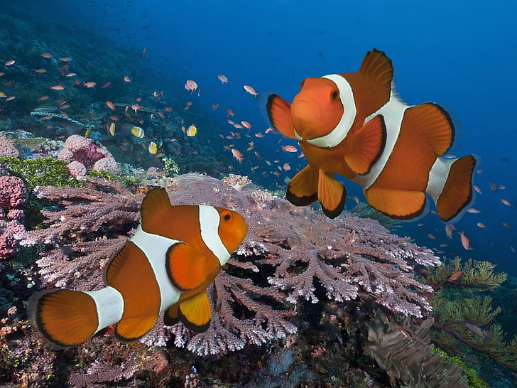 fond d'écran numérique de deux poissons clowns, poisson, corail, poisson clown, sous l'eau, Fond d'écran HD