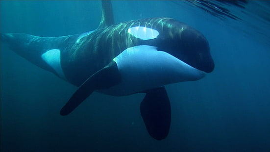 Killerwal, schwarz-weißer Hai, Wale, Ozeane, Tiere, andere, HD-Hintergrundbild HD wallpaper