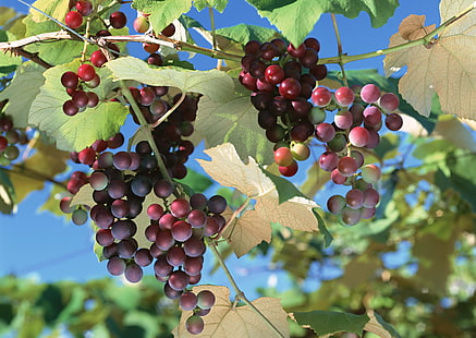 виноград фрукты, виноград, гроздь, ветки, листья, HD обои HD wallpaper