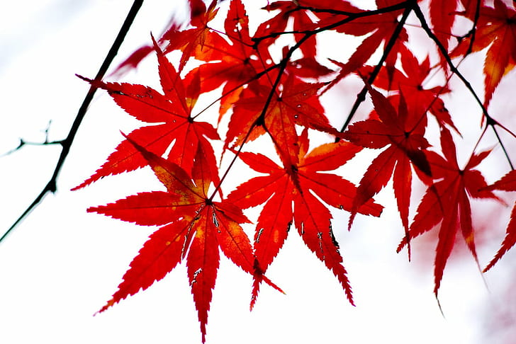 red maple leaf tree photo shot during daytime, maple leaves, red maple, maple leaf, tree, photo, shot, daytime, japan, tokyo, pentax, walk, maple  leaf, leaf, autumn, nature, season, red, branch, forest, backgrounds, plant, HD wallpaper