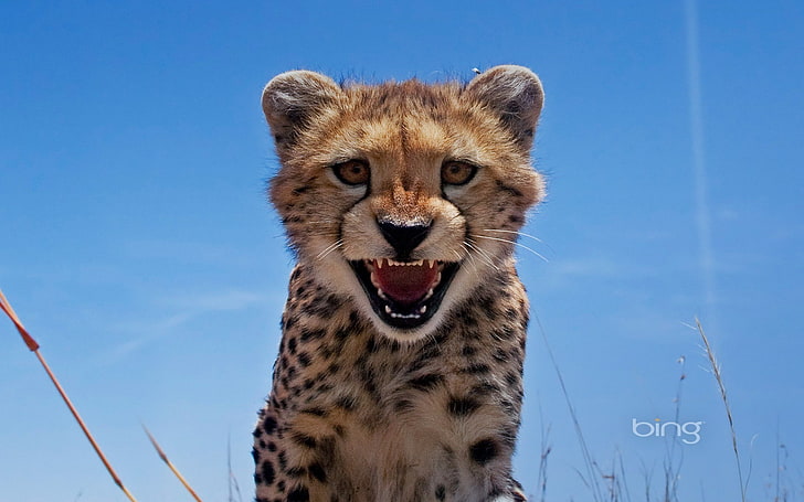 Lucu leopard muda-2013 Bing wallpaper layar lebar, cheetah dewasa, Wallpaper HD
