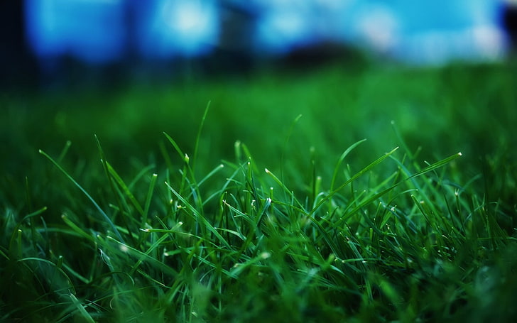 selektywne zdjęcie ostrości zielonych traw, trawy, lata, trawnika, Tapety HD