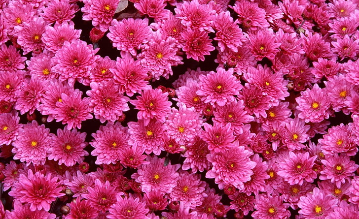 Пурпурни майки, розови цветя от хризантеми, Природа, Цветя, Есен, Пурпурни, Майки, HD тапет