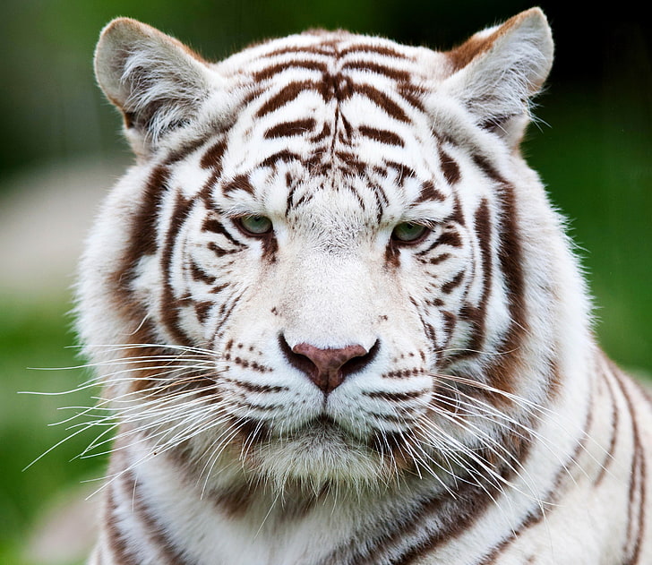 harimau, harimau putih, moncong, predator, Wallpaper HD