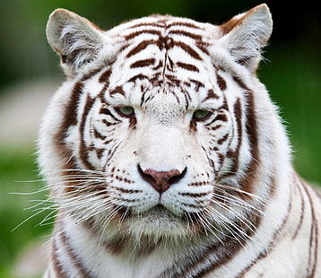 tigre, tigre blanco, hocico, depredador, Fondo de pantalla HD HD wallpaper