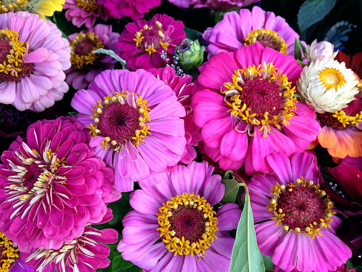 Flowers, Daisy, Close-Up, Nature, Pink Flower, Purple Flower, Zinnia, HD wallpaper