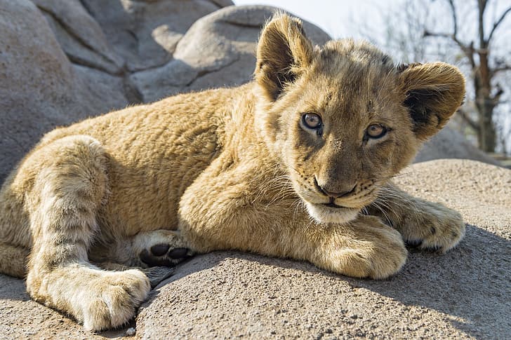 cat, look, stone, cub, lion, ©Tambako The Jaguar, HD wallpaper