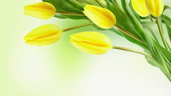 Springs Yellow Tulips, firefox persona, spring, yellow, green, tulips, flowers, 3d and abstract, HD wallpaper