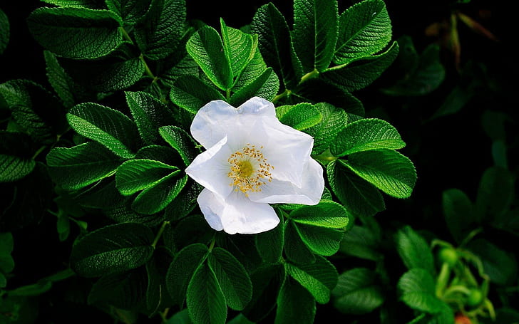 Hermosa flor blanca, naturaleza, flores, blanco, flores, naturaleza y  paisajes., Fondo de pantalla HD | Wallpaperbetter