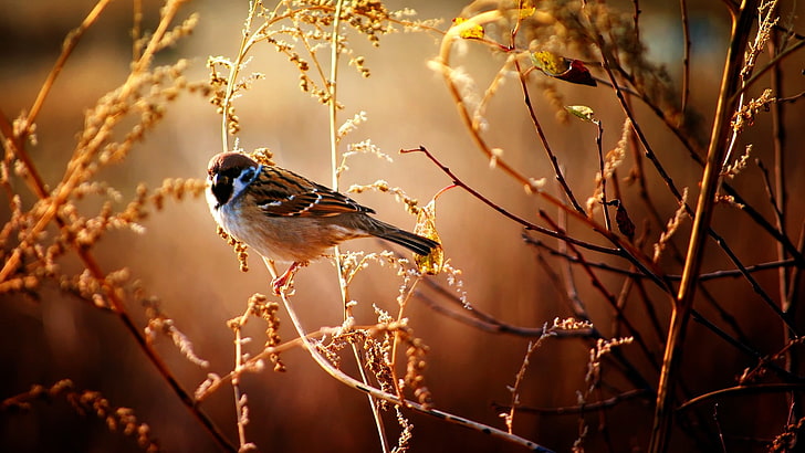 landscapes nature birds sparrow 1920x1080  Animals Birds HD Art , nature, Landscapes, HD wallpaper