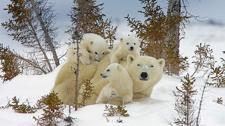 الدببة ، الدببة القطبية ، حيوانات الأطفال ، الثلج ، الطبيعة، خلفية HD