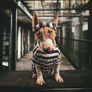 cara, perro, prisión, Bull Terrier, prisionero, Fondo de pantalla HD HD wallpaper