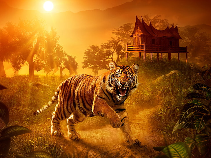 Wild Tiger, Jungle, Angry, HD wallpaper