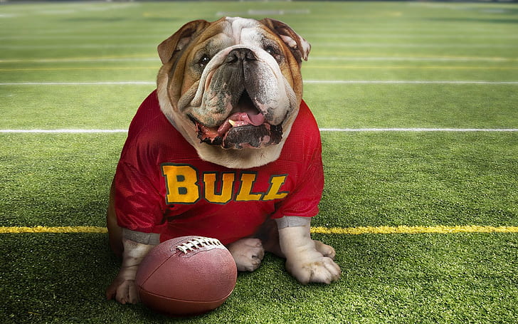 Cute Bulldog, HD wallpaper