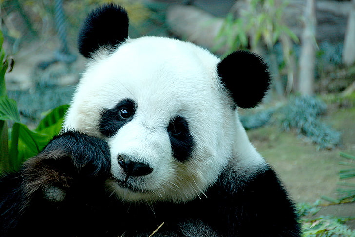 panda, face, bamboo, bear, Panda, HD wallpaper