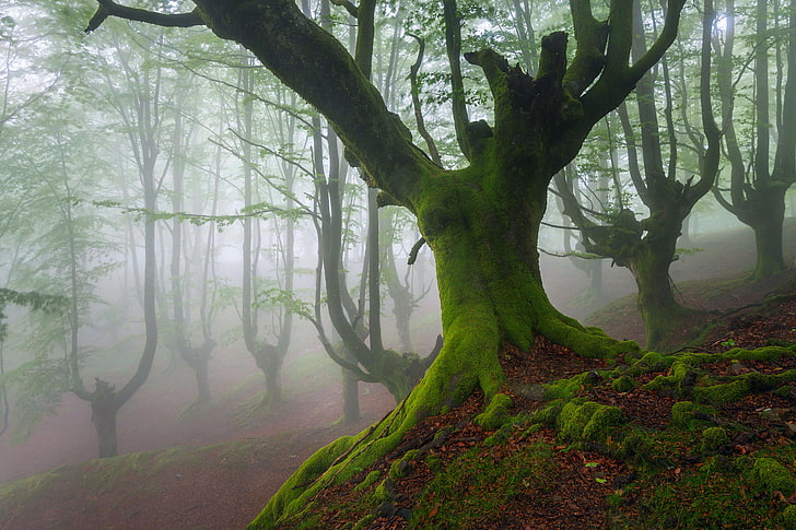 trees, moss, spring, May, haze, Spain, Beech, Biscay, Basque country, HD wallpaper