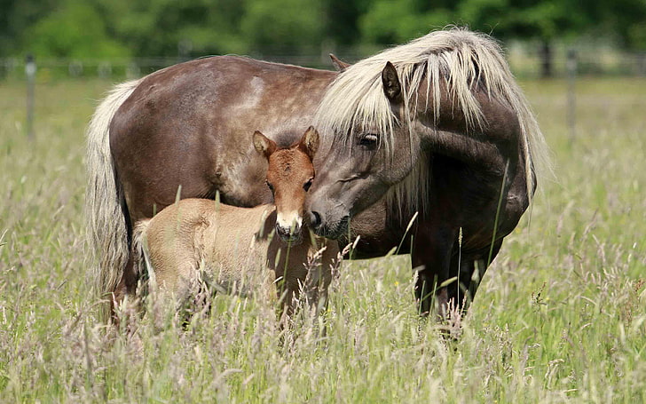Horse With Foal Grass Wallpaper Hd 3840×2400, HD wallpaper