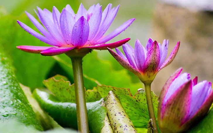 Lotus Flower с ярко лилав цвят Flora Waterlily Leaf Wildflower Desktop Hd тапети за мобилни телефони и компютър 3840 × 2400, HD тапет