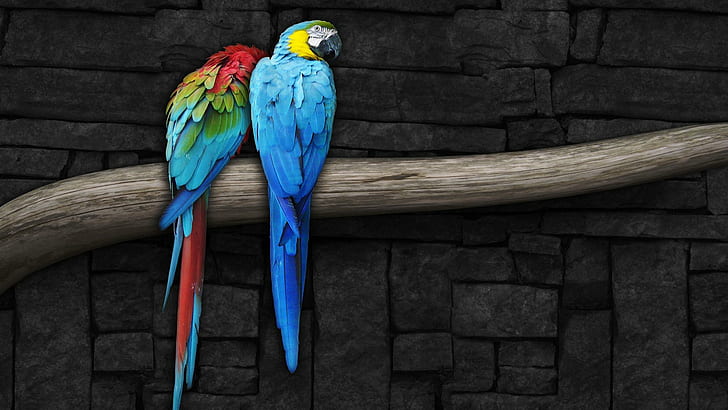 pair, parrots, HD wallpaper